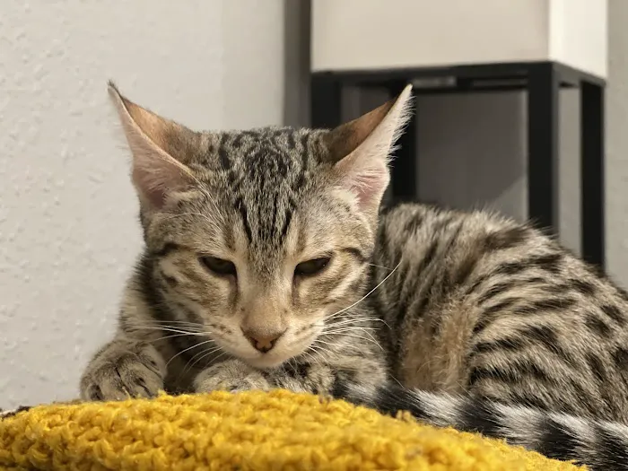 Larkspur Cat Clinic Picture 9