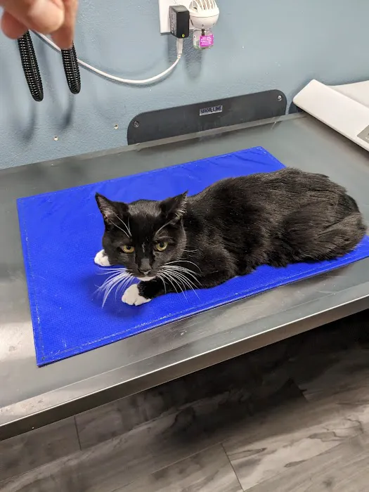 VCA University Animal Hospital Picture 7