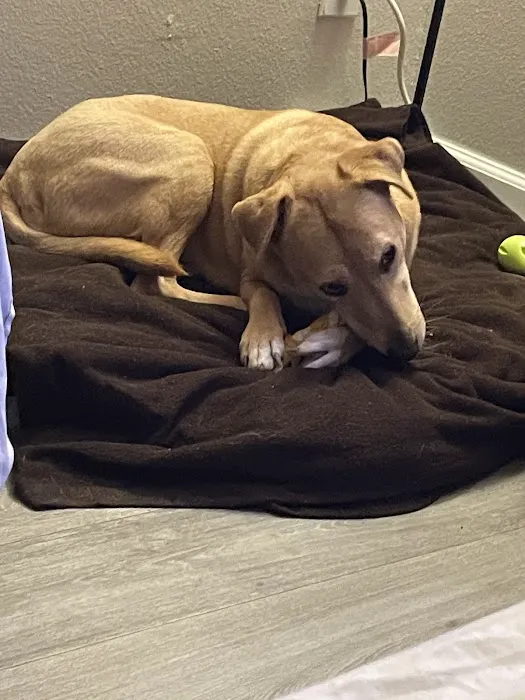 VCA University Animal Hospital Picture 9