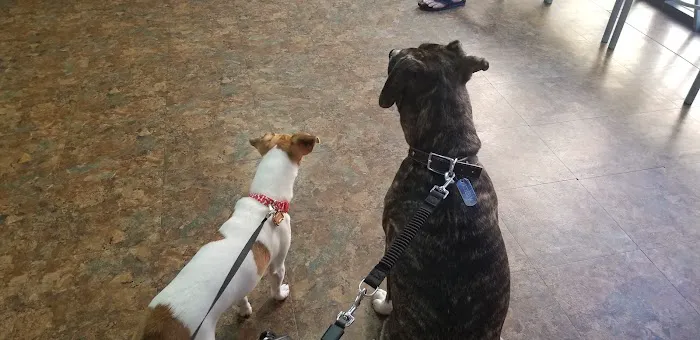 Tempe Pet Clinic Picture 3