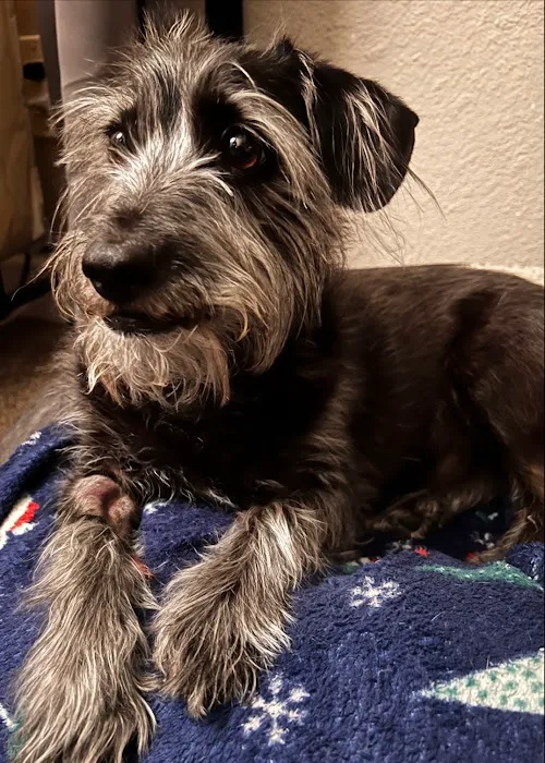 Tempe Pet Clinic Picture 2