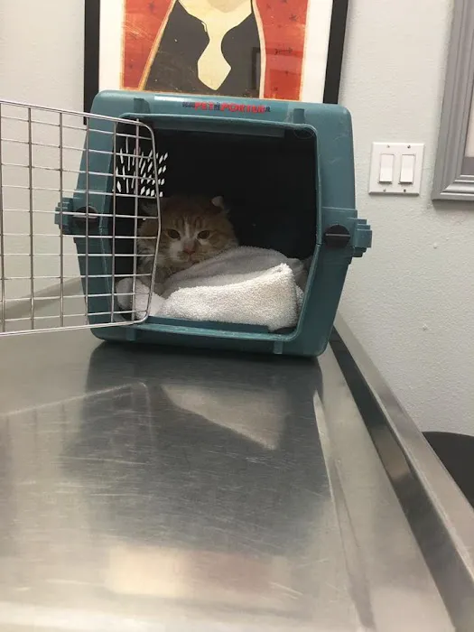 South Point Animal Clinic Picture 10