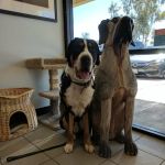 South Point Animal Clinic