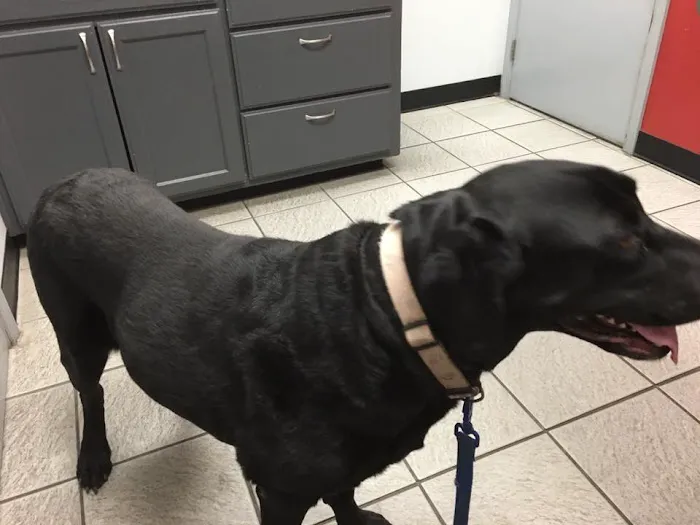 South Point Animal Clinic Picture 9