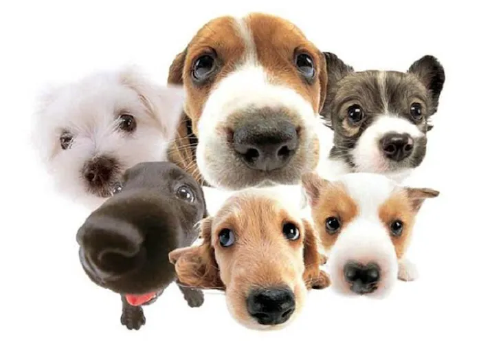South Point Animal Clinic Picture 8