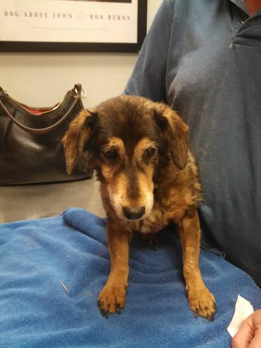 South Point Animal Clinic Picture 6