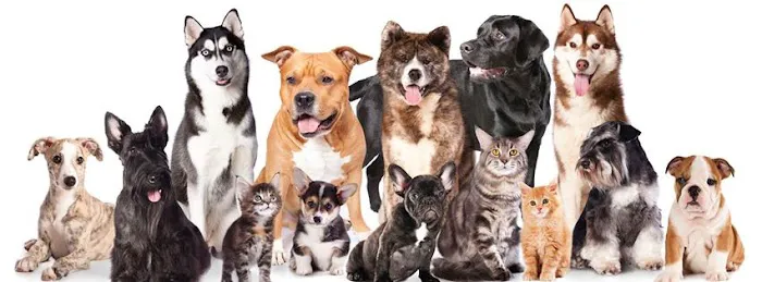Tempe Veterinary Hospital Picture 9