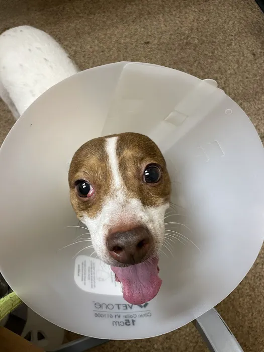 Tempe Veterinary Hospital Picture 8