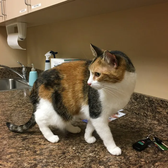 Tempe Veterinary Hospital Picture 6