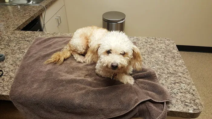 Tempe Veterinary Hospital Picture 3