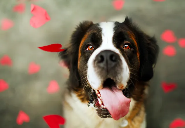 Phoenix Veterinary Center Picture 6