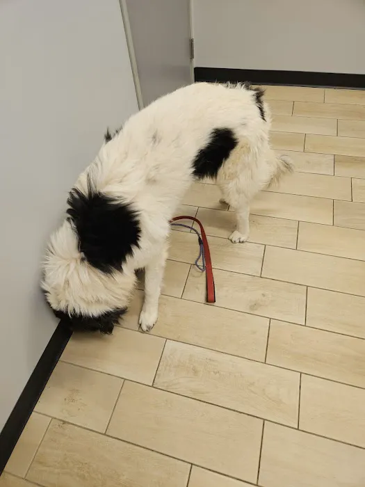 Phoenix Veterinary Center Picture 2