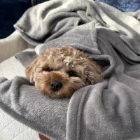 Phoenix Veterinary Center ico