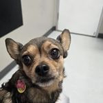 Baseline Animal Clinic