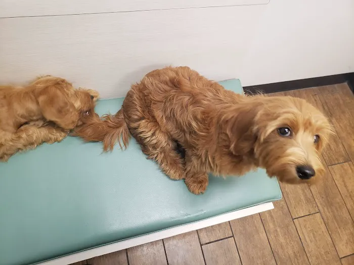 Hayden Road Animal Hospital Picture 6