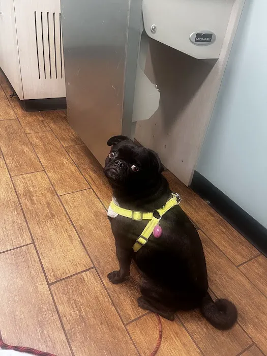 Hayden Road Animal Hospital Picture 9