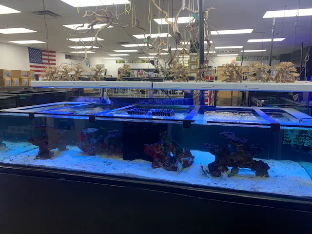 Discount Aquarium Fish and Reef Picture 2