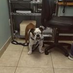 Low Cost Veterinary Surgery Clinic of Scottsdale