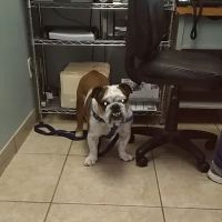 Low Cost Veterinary Surgery Clinic of Scottsdale ico