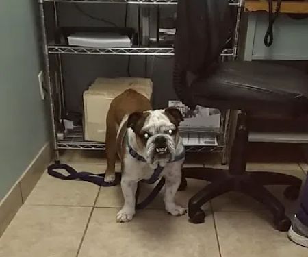 Low Cost Veterinary Surgery Clinic of Scottsdale