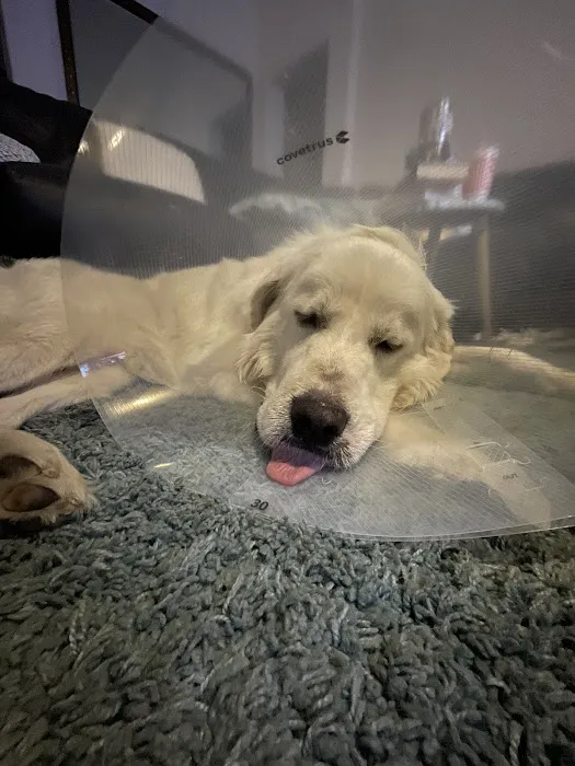 Low Cost Veterinary Surgery Clinic of Scottsdale Picture 9