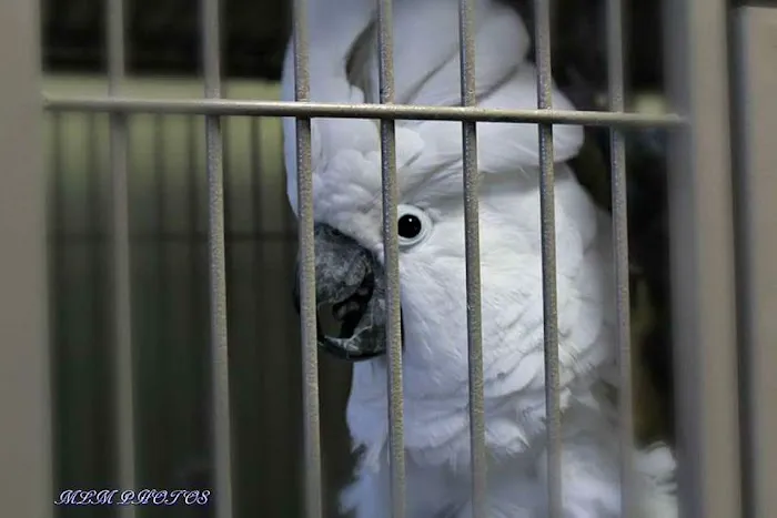 AZ Exotic Bird Rescue, Inc. Picture 3