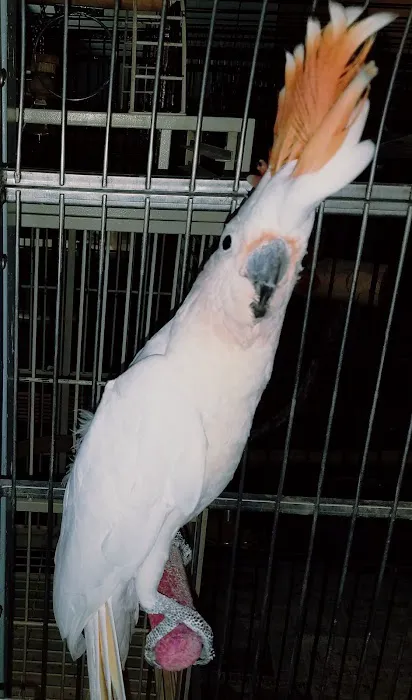 AZ Exotic Bird Rescue, Inc. Picture 5