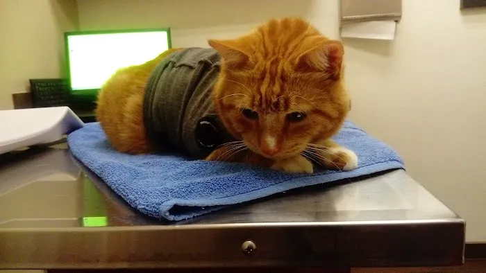 VCA Tri City Animal Hospital and Acacia Cat Hospital Picture 7