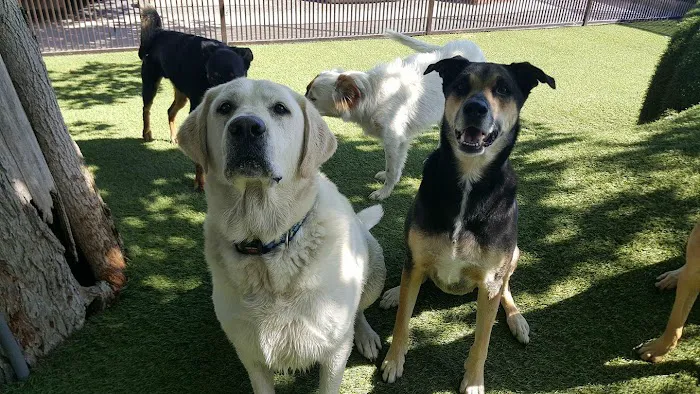 Tempe Lake Veterinary Clinic & Pet Resort Picture 4