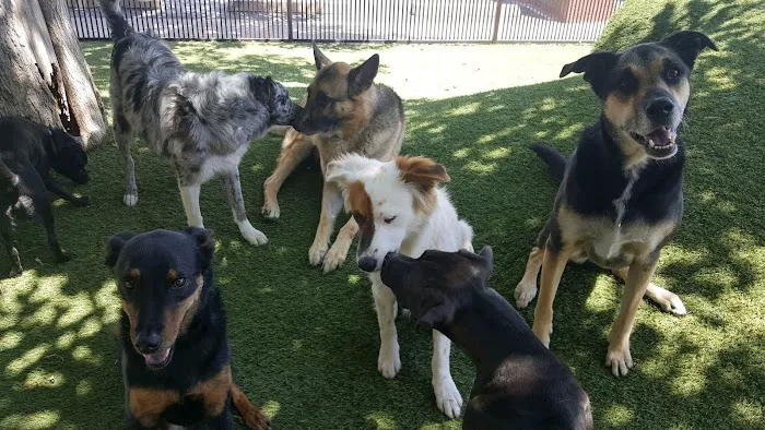 Tempe Lake Veterinary Clinic & Pet Resort Picture 1