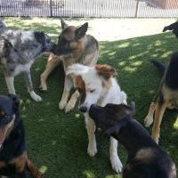 Tempe Lake Veterinary Clinic & Pet Resort ico