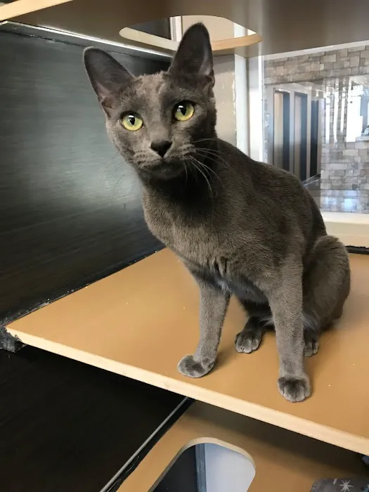 Tempe Lake Veterinary Clinic & Pet Resort Picture 7