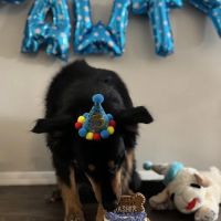 Donnie's Doggie Desserts LLC ico
