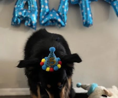 Donnie's Doggie Desserts LLC