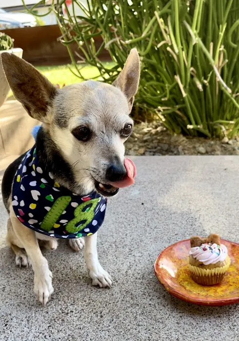 Donnie's Doggie Desserts LLC Picture 6