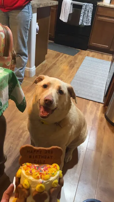 Donnie's Doggie Desserts LLC Picture 5