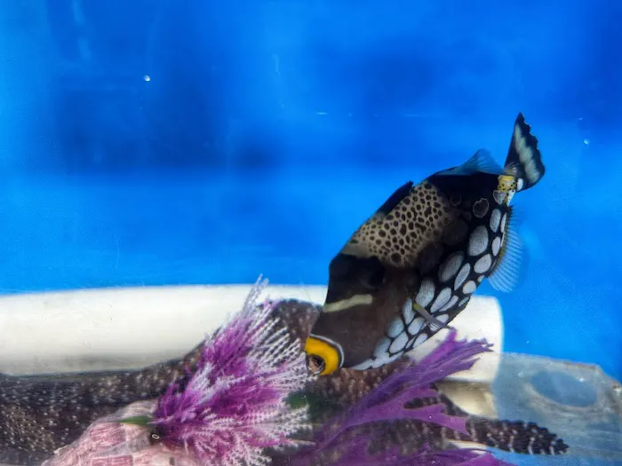 That Big Fish Store Picture 1