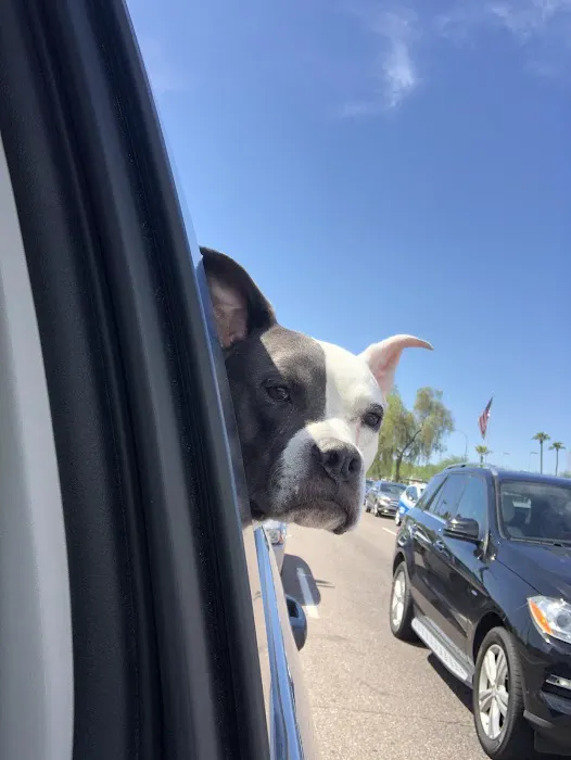 Desert Hills Animal Hospital Picture 2