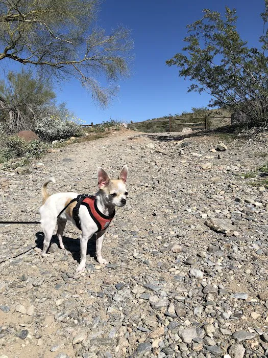 Desert Hills Animal Hospital Picture 3