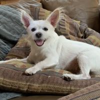Desert Hills Animal Hospital ico