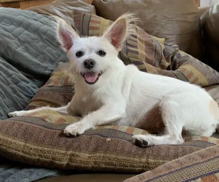 Desert Hills Animal Hospital
