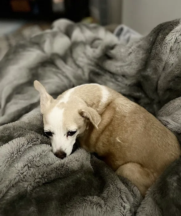 Desert Hills Animal Hospital Picture 6