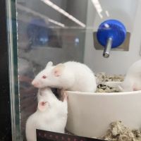 Petco ico