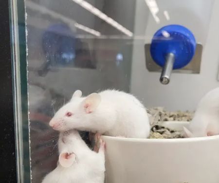 Petco