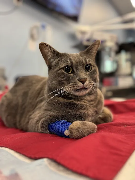 Arizona Animal Dentistry Picture 6