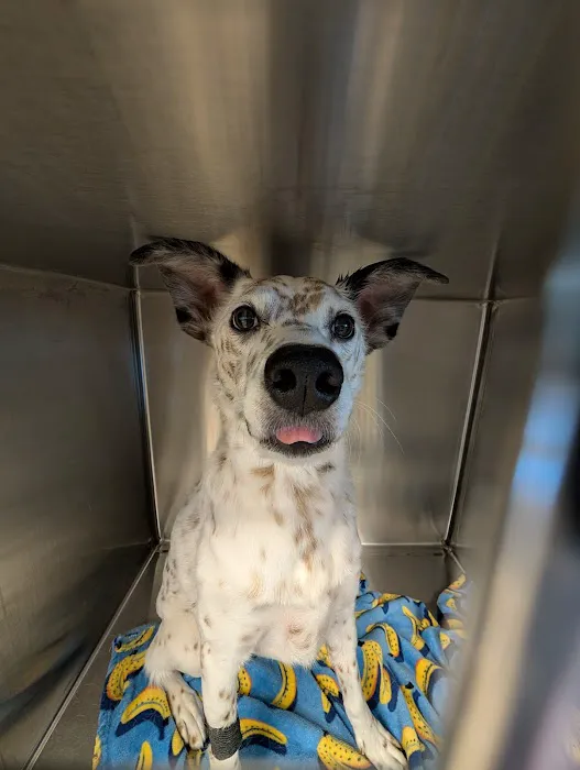 Arizona Animal Dentistry Picture 1