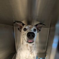 Arizona Animal Dentistry ico
