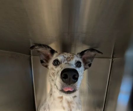 Arizona Animal Dentistry