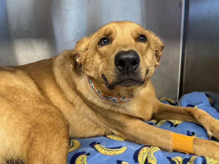 Arizona Animal Dentistry Picture 4