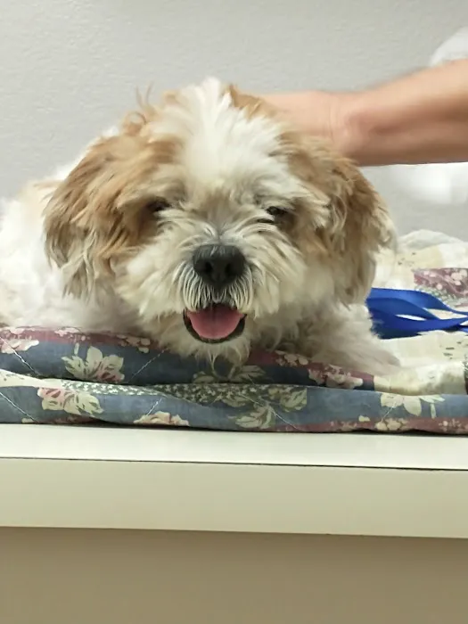 Cactus Pet Hospital LLC Picture 1